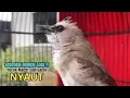 Download Lagu burung trucukan gacor NGALAS TARUNG AMPUH, PANCINGAN TRUCUKAN AGAR BUNYI jadikan BURUNG TRUCUK GACOR