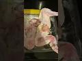 Tumors in chicken wings from Giant Eagle grocery store