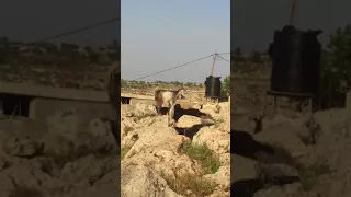 شبدنا نساوي العمر رايح  مضحك   دندنها