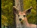 Download Lagu Treasures in Nature - Edgemont Video Works (AR - USA)