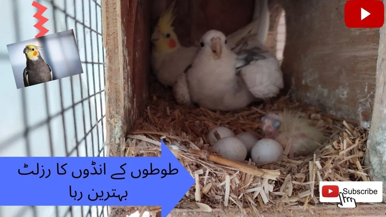Cockatiels Breeding Season