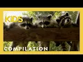 Lagu Rescuing Baby Animals! | Bandit Patrol | Nat Geo Kids Compilation | @natgeokids
