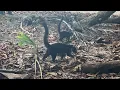 Costa Rica - Coatis Raccoon Relatives