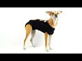 5 Quick Steps To Fit Your Pet In The CALMING Recovery Vest Calm Paws Products