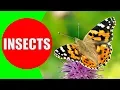 Download Lagu INSECTS FOR KIDS Learning – Insect Names and Sounds for Children, Toddlers, Kindergarten \u0026 Preschool