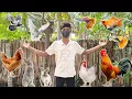 ALL OF MY PETS in one pets paradise