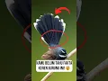 Download Lagu Burung Kipasan Belang: Si Penari Hutan Tropis yang Unik! #short