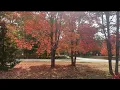 Download Lagu Brilliant Autumn Colours and Miss Muffy Cat Enjoying the Outdoors 😸