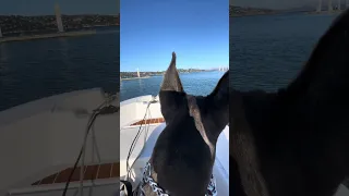 #fyp #dream #youtube #doberman #pets