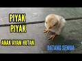 Download Lagu Suara anak ayam pancingan garangan | Suara anak ayam Pikat garangan