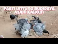 Download Lagu Untung Budidaya Ayam Kalkun