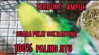 Download SUARA PIKAT cucak ranting  jernih dan ampuh MP3