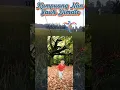 Download Lagu Kampuang Nan Jauah Dimato 🏕️ Lyrics of West Sumatra Traditional Songs with Beautiful Natural Scenery