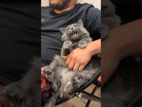 He Is Charging Up For The Bite 😂