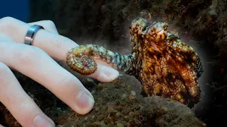 Download We find a tiny OCTOPUS diving in Madeira! MP3