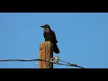 Female raven calls to her mate
