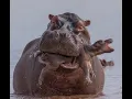 Wildlife s Largest and Heaviest Land Animals Hippos Discovery