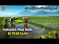 Download Lagu Suara dan Suasana Pedesaan Pagi Hari | Kicauan Burung dan Suara Kokok Ayam