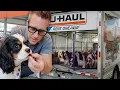 33 Cavalier Spaniels Locked in a U-Haul This One Never Heard the Word Treat