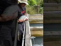 Download Lagu Proses pemijahan ikan nila agar menghasilkan bibit unggul potensi lebih banyak dengan cara silangan