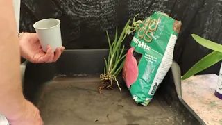 brassovola nodosa repot