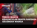 Lagu Warga Heboh, Buaya Muara 200 Kg Muncul di Persawahan Bantargebang, Bekasi | OneNews Update