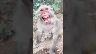 بخ بخ بخ بخ دندنها