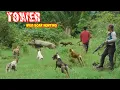 Lagu MENEGANGKAN ‼️PULUHAN BABI HUTAN BERHAMBURAN KELUAR KARNA SARANG NYA DIUSIK (WILD BOAR HUNTING)