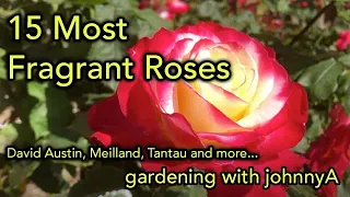 15 Most Fragrant Roses - David Austin Meilland Tantau and others