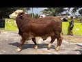 Download Lagu AKHIRNYA DAPAT SAPI BAKALAN CALON JUMBO‼️🔥