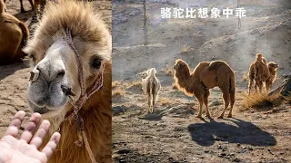 新疆戈壁骆驼是适应极端干旱环境的珍贵畜种，“驼奶之都”稳固的优质驼奶源带。