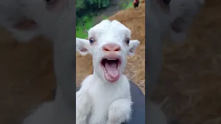 تربية الاغنام معزة تربية الماعز راعي الاغنام معزة تشرب حليب Goat 