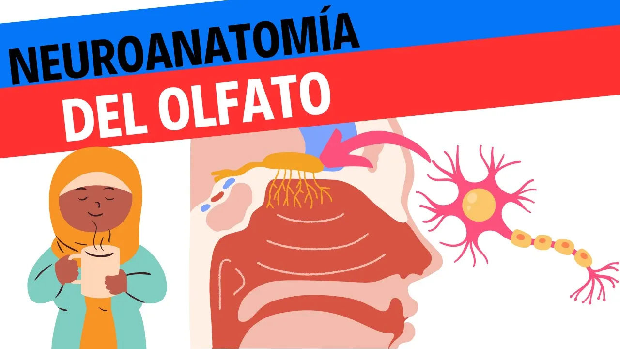 Neuroanatomía y fisiología del olfato