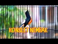 Download Lagu TEMBAKAN DAHSYAT MURAI BATU KONSLET, MERANGSANG EMOSI MURAI BATU AGAR BONGKAR ISIAN
