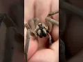 Catching A MASSIVE WOLF SPIDER