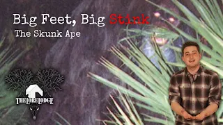 The Skunk Ape of Florida Folklore
