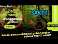 Download Lagu Kisah Pohon Angker || Demang Wonopawiro Piyaman