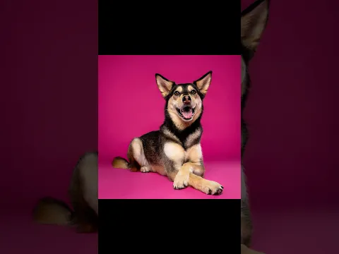 2 dogs on pink backdrop
