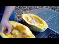 watermelon seed saving