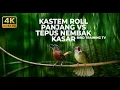 Lagu 🔴 Live Masteran Kapas Tembak Gacor Roll Panjang vs Tepus Kepala Abu Abu Gacor Kasar