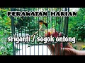 Download Lagu Perawatan Harian Burung Sriganti / Burung Sogok Ontong | sogon gacor ngobra
