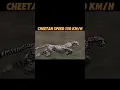 Download Lagu The fastest creature on land #trending #animals #lion #horse #cheetah #springbok #viralvideo #short