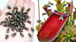 食虫植物の世界に大量のハエを放った結果…面白すぎた
