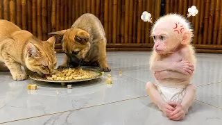 The baby monkey is sulking because the puppy and kitten are greedy