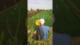  علي اول الطريق الزراعي دندنها