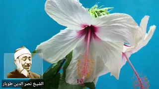 هو الله رب الوجود    الشيخ نصر الدين طوبار دندنها