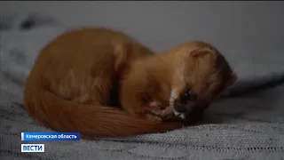 Кемеровчанка приручила сибирского хищника