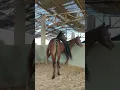 Download Lagu horse🎠🎠🎠