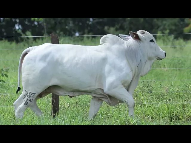 Touro Nelore ROZZ - 2341