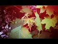 HELIOS-HALVING THE COMPASS